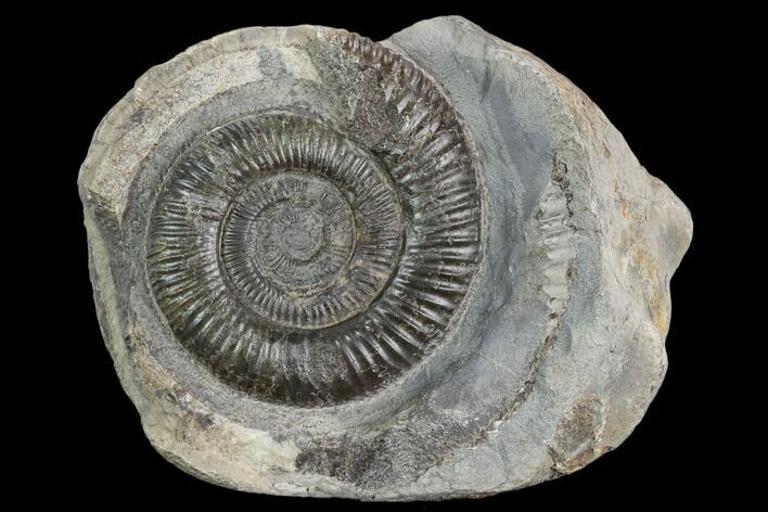 Ammonite (Dactylioceras) Fossil - England #127481